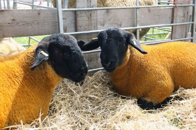 Crowds will flock to the Fife Show this weekend.