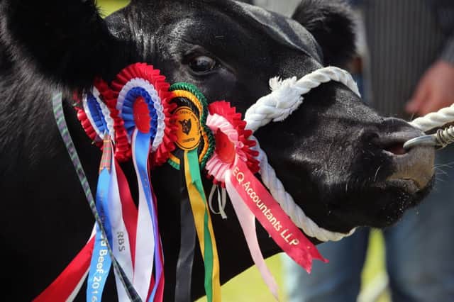 Fife Show 2016. All pictures by Dave Scott.