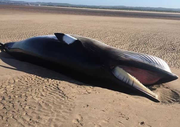Dead minke whale washed up on the West Sands, St Andrews was disposed of by Fife Coast and Countryside Trust on Wednesday, June 2. Photo credit: Julie Seymour