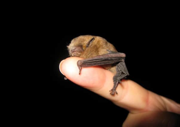 Kirkland High School is home to the common pipistrelle bat. (Pic: Bill Tyne, Flickr)
