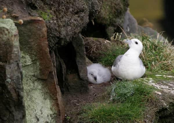 A Fulmar with a chick. Fulmar Fridays are running in St Andrews from July 8 to August 12. Pic: Andy Hay