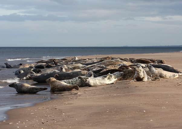 Jet skiers have been seen deliberately driving at seals on the Abertay Sands, Tentsmuir in north-east Fife.