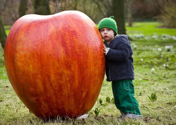 Ian Georgeson
07921 567360
Royal Botanic Gardens Edinburgh is to stage a Music and Theatre Spectacle called "The Quicken Tree" a musical promenade through the garden.
Pic: Rudy Wilkinson (1) from Newington inspects a giant apple