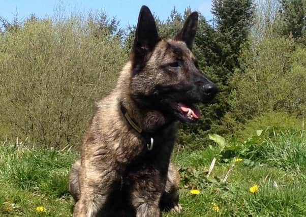 Police Dog Iggy helped to catch a would-be thief at Buckhaven High School