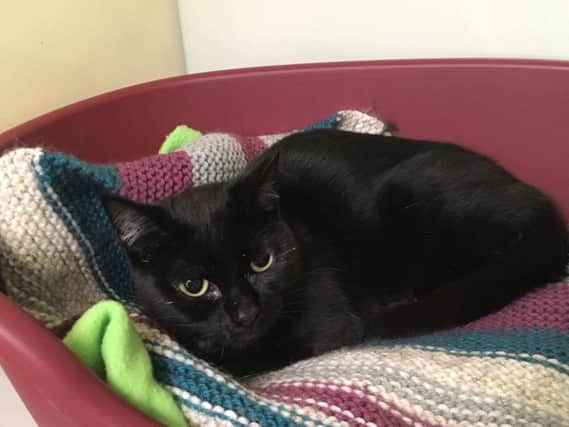 'Frankie' - now being cared for by the Scottish SPCA after she was found dumped by the side of the road in Upper Largo, Fife.