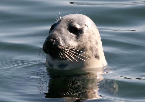 Hundreds of seals could be suffering painful deaths, says animal welfare charity OneKind.