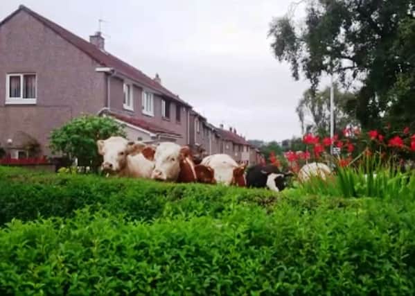The cows cornered in Fair Ise Road
