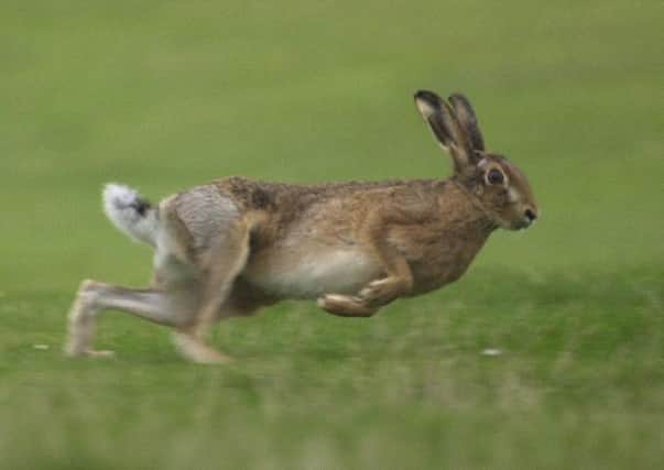 Hare coursing incidents have recently been reported in St Andrews