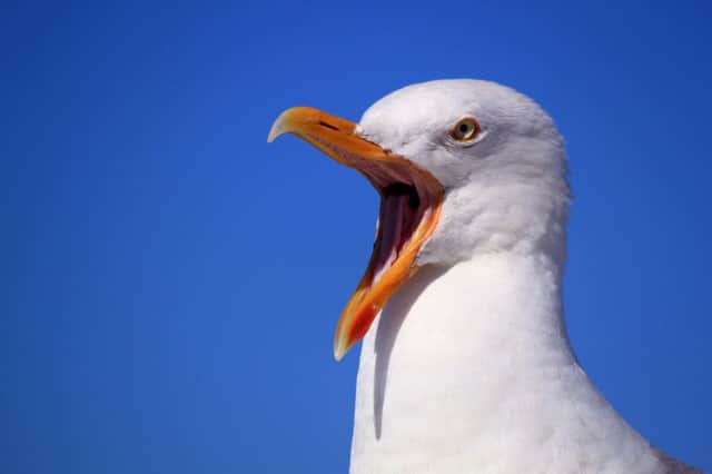 The expert says the gulls will become habituated to the noise