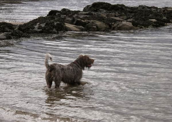 A St Andrews community councillor is calling on dog owners to keep better control of their dogs.