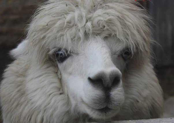 Alpacas are coming to St Andrews to help de-stress students Pic: Flickr/goodfreephotos.com