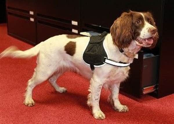 Dixie, a tobacco detection dog.