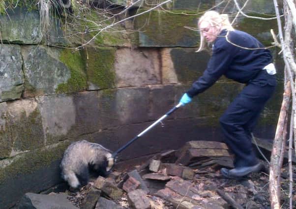 Badger trapped in Bonnyrigg.