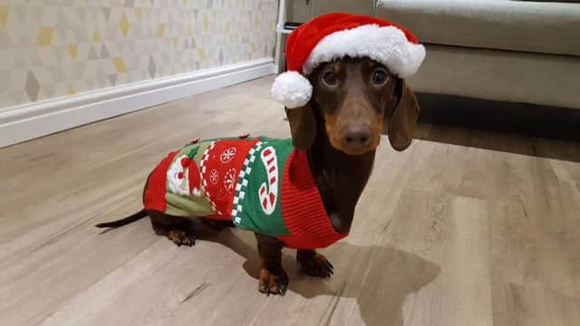 Little Rolo is all set for Christmas! Submitted by Colette Martin.