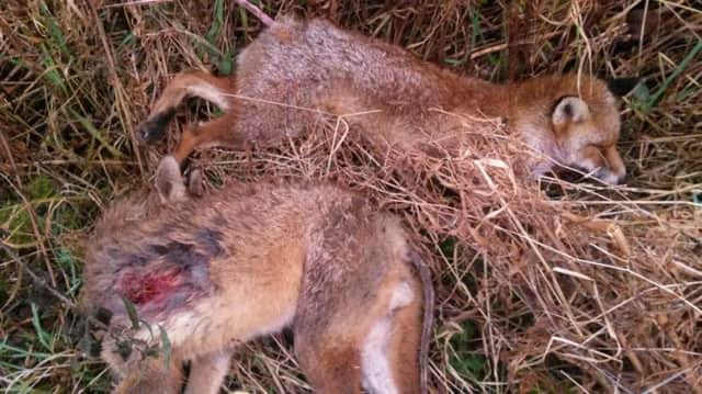 The two dead fox cub found on land in Cardenden following claims of illegal fox hunting.