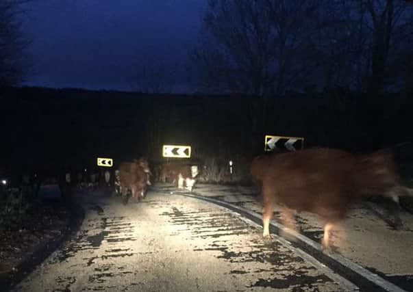 Cows walking on the road between Aberdour and Burntisland. (Pic: Jacqueline Davidson)
