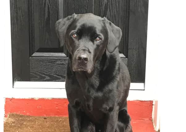 Rudi the labrador from Thornton, owned by Pauline Smith