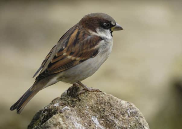 The house sparrow is one of the most frequently spotted birds.