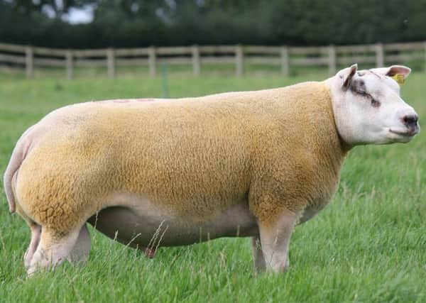 Two handsome Beltex rams like this one and two sheep died as a result of the attack
