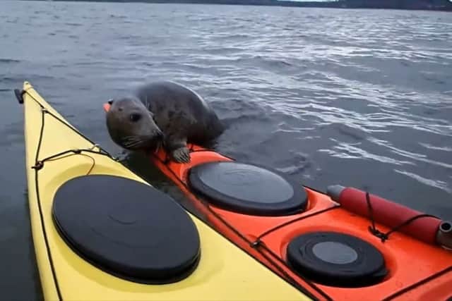 Alistair Forrest, 40, from Armadale, West Lothian, was out with a local kayaking club when the seal climbed on board. Picture; SWNS