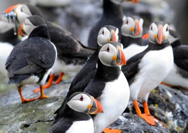 Puffins on the Isle of May in the Firth of Forth. Picture: Jane Barlow / TSPL