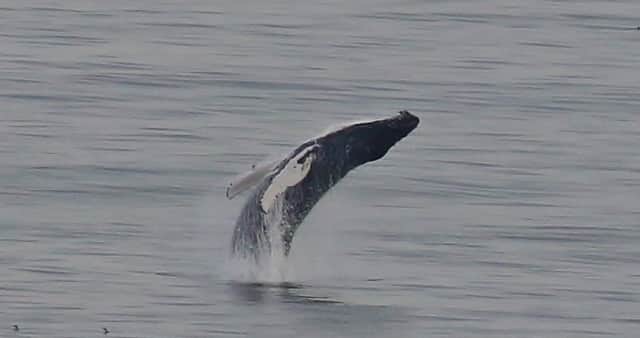 A humpback whale breaching in the Firth of Forth of the coast of Kinghorn. Pic Allan Brown.