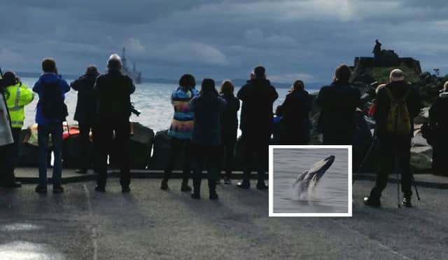 Whale watchers are flocking to Kinghorn and Pettycur
