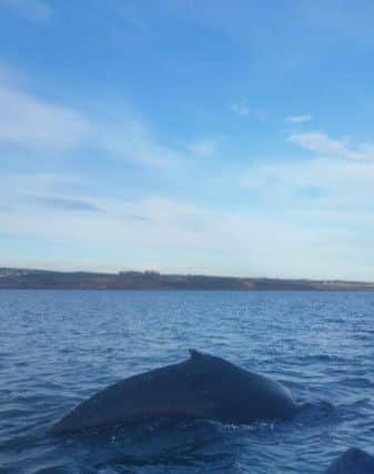 The whale was checked for signs of distress and found to be fine. Picture: BDMLR