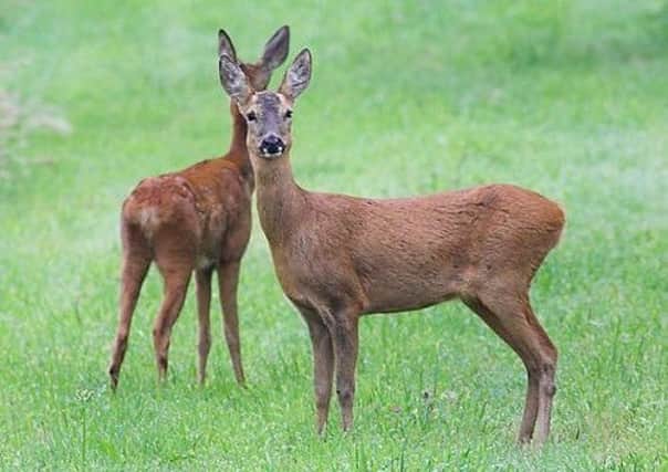 Police are looking into reports of deer poaching in Kirkcaldy.