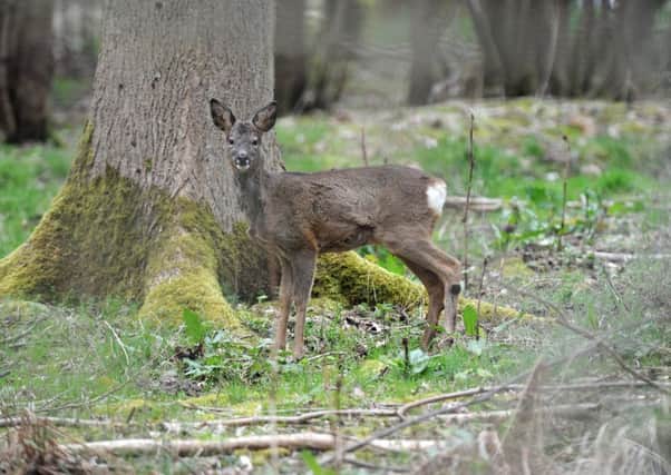 Roe deer wander freely in Dunnikier golf course grounds. Pic: George McLuskie