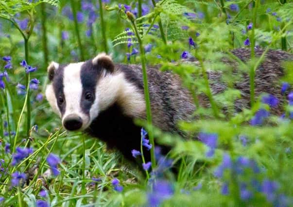 Badgers are protected by law