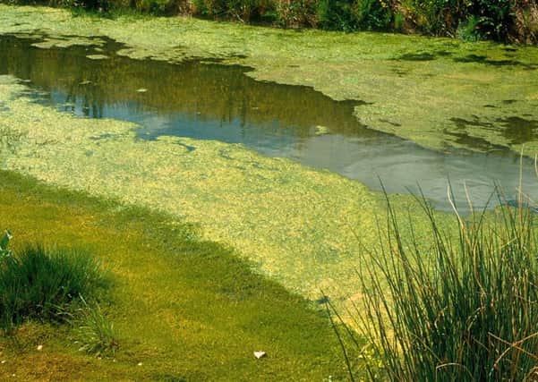 Fifers are being warned of the potentially hazardous dangers of blue-green algae.
