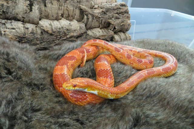 Longest resident...Russo the corn snake has been at the centre for more than 1300 days and the team are keen to find him a loving new home.
