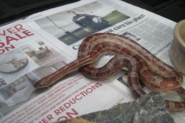 Read all about it...Logie is another long-term corn snake resident at the Balerno centre.