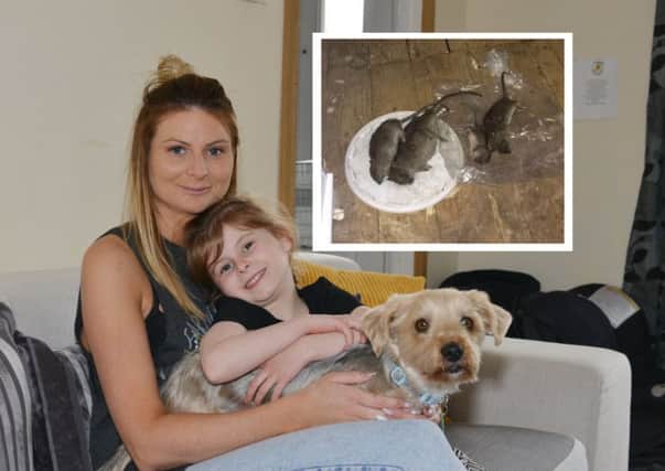 Lorraine paterson and her daughter Evie and dog Milo. Inset, the rats that have been caught. Picture: George McLuskie