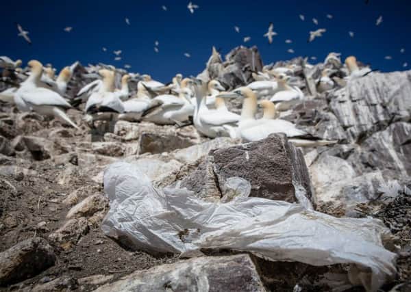 Plastic waste and gannets at the Bass Rock