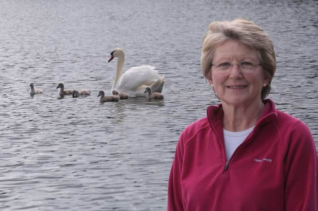 Elinor with the swan and cygnets at the Loch. All pics by David Cruickshanks