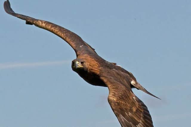 A Golden Eagle in flight