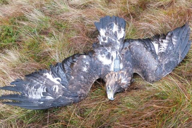 Research by scientists has revealed almost a third of golden eagles being tracked by satellite died in suspicious circumstances.