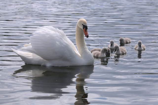 The swan and her cygnets