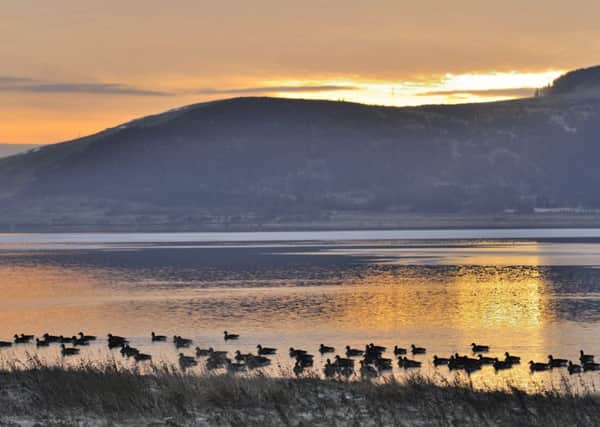 Greylag geese on Loch Leven (Pic: Lorne Gill, SNH)