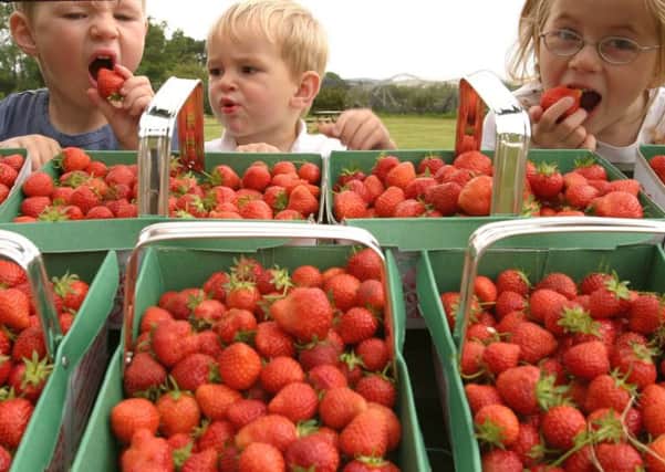 Strawberries could soar in price (Pic: Walter Neilson)