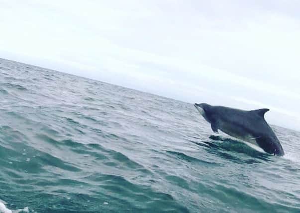 Dolphins jumping in the Firth of Forth. Picture: Anstruther RNLI