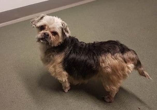 Annie was terribly matted. Picture: SSPCA