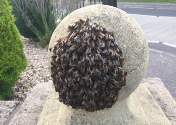 The bees have taken up residence on a garden wall.