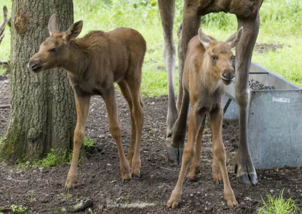 Two week-old Elk twins born to five-year-old Toffee. Picture: SWNS