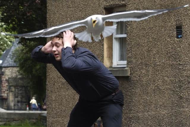 Some people see the seagulls as a menace. Picture: Toby Williams