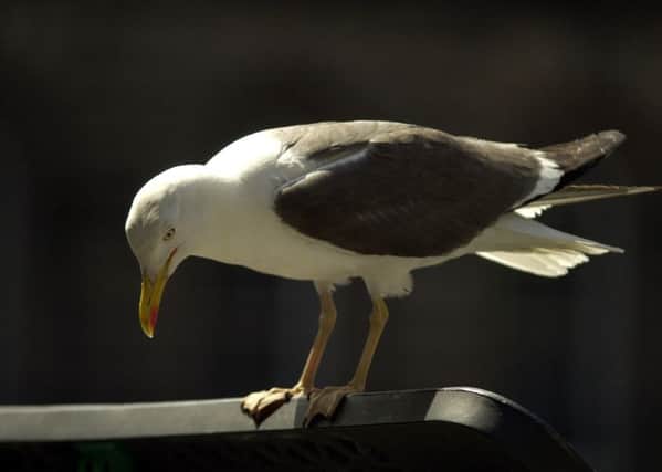 Calls to tackle gulls growing. Pic by Kate Chandler