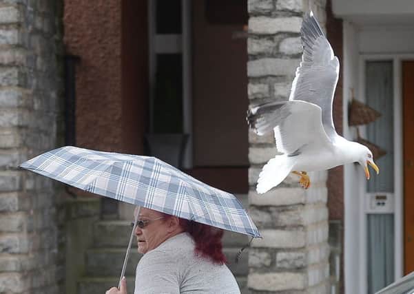 The birds are terrorising residents (Pic: Neil Hanna)