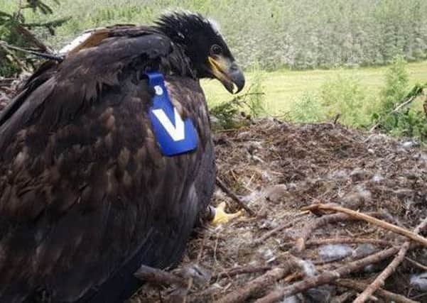The Blue V female chick at the nest in Angus.
